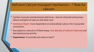 Deficient Calcium transport mechanism – ? Role for 
calcium 
• Cardiac myocyte membrane(sarcolemma) – has ion channels and pumps-allows 
transport of calcium and other ions 
• Immature heart- more dependent on extracellular calcium for myocardial 
contraction 
• Sarcoplasmic reticulum of fetal sheep- low density of calcium channels and 
decreased pump activity 
• Importance- Frusemide and calcium loss?? 
 