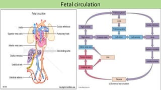Fetal circulation 
 