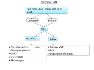 Antenatal HUN
Post natal USG; initial scan in 1st
week
Unilateral Bilateral
MCU
No reflux Reflux
Non-obstructive non
refluxing megaureter
VUJO
Ureterocele
Physiological
Primary VUR
PUV
Duplication anomalies
 