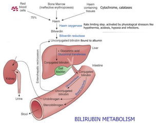 Cytochrome, calatases
Rate limiting step. activated by physiological stressors like
hypothermia, acidosis, hypoxia and infections.
Bound to albumin
BILIRUBIN METABOLISM
 