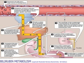 BILIRUBIN METABOLISM (Lippincott Illustrated Reviews Biochemistry 6th Edition)
 