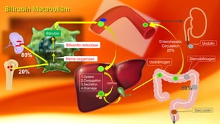 Heme
Biliverdin
Bilirubin
Heme oxygenase
Biliverdin reductase
1.Uptake
2.Conjugation
3.Secretion
4.Drainage
UDPGA
Urobilinogen
Stercobilinogen
Stercobilin
Enterohepatic
Circulation
20%
Urobilin
80%
80%
20%
 