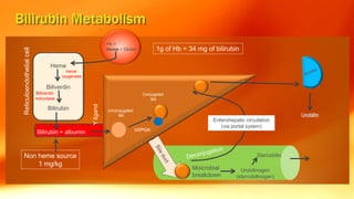 Heme
Biliverdin
Bilirubin
Reticuloendothelialcell
Heme
oxygenase
Biliverdin
reductase
Bilirubin + albumin
Unconjugated
Bili
Conjugated
Bili
UDPGA
Urobilinogen
(stercobilinogen)
Stercobilin
Enterohepatic circulation
(via portal sysem)
Moicrobial
breakdown
Hb =
Heme + Globin
Yligand
1g of Hb = 34 mg of bilirubin
Non heme source
1 mg/kg
 