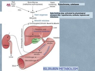 Cytochrome, calatases
Rate limiting step. activated by physiological
stressors like hypothermia, acidosis, hypoxia and
infections.
Bound to albumin
BILIRUBIN METABOLISM
 