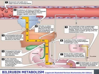 BILIRUBIN METABOLISM (Lippincott Illustrated Reviews Biochemistry 6th Edition(
 