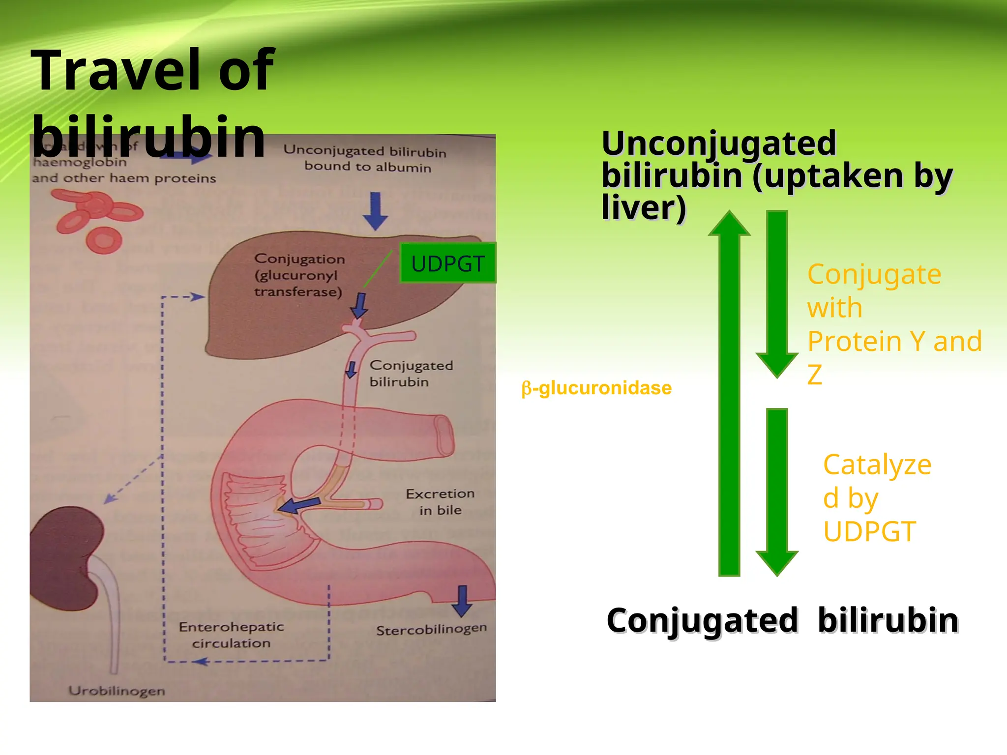 Unconjugated
Unconjugated
bilirubin (uptaken by
bilirubin (uptaken by
liver)
liver)
Conjugated bilirubin
Conjugated bilirubin
Conjugate
with
Protein Y and
Z
Catalyze
d by
UDPGT
UDPGT
Travel of
bilirubin
-glucuronidase
 