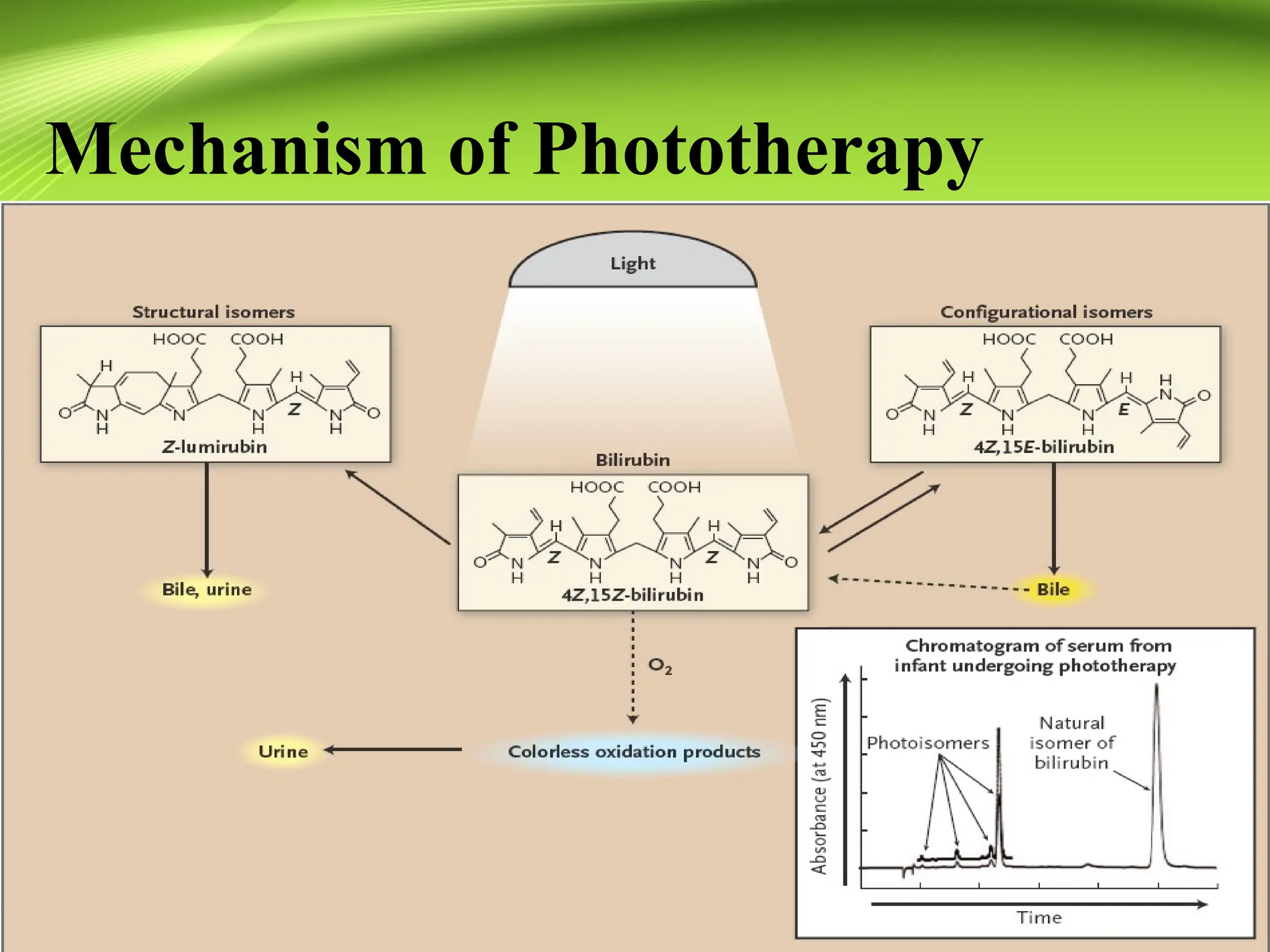 Mechanism of Phototherapy
 
