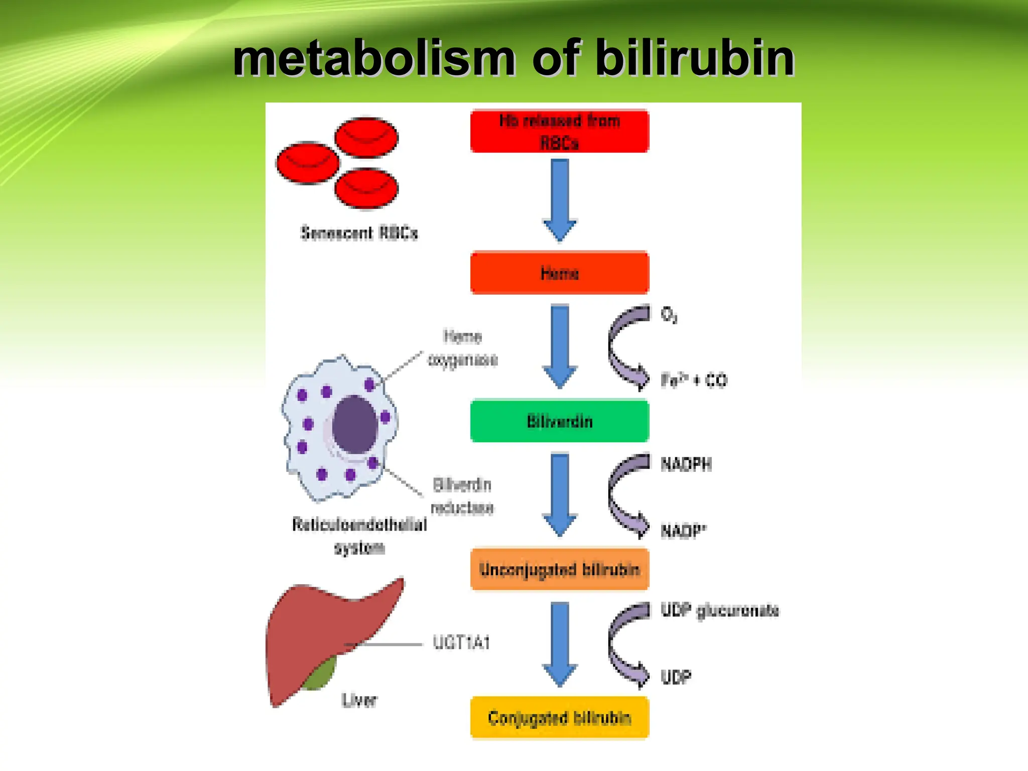metabolism of bilirubin
metabolism of bilirubin
 