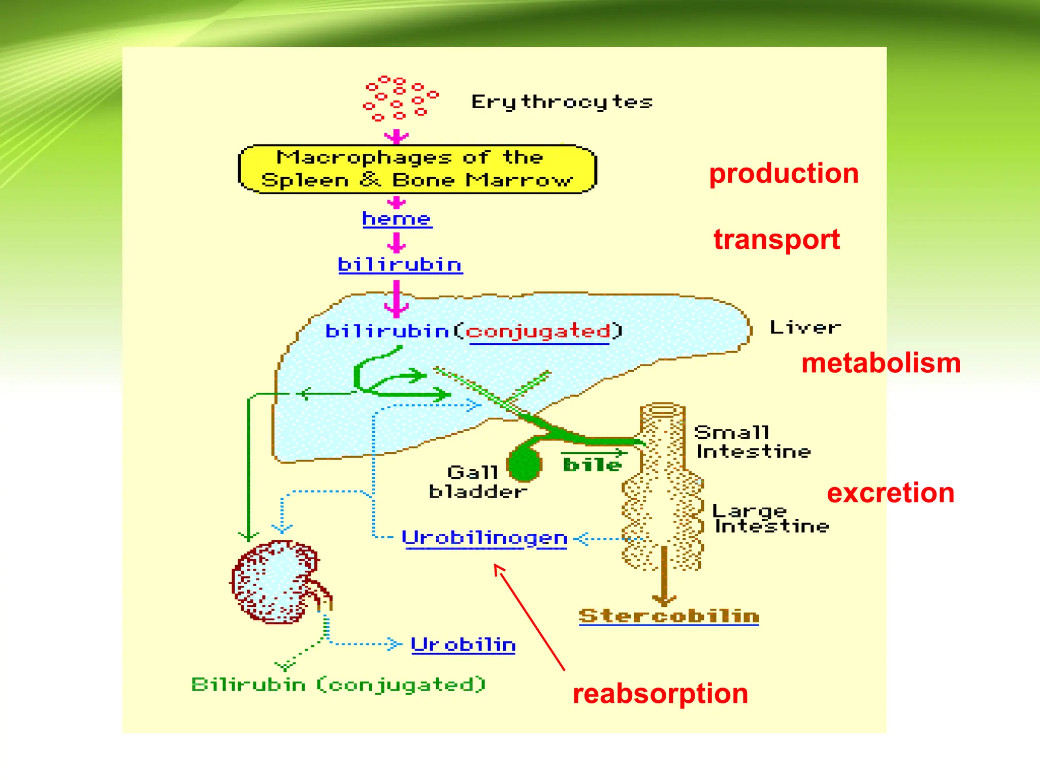 Increased enterohepatic
Circulation
production
transport
metabolism
excretion
reabsorption
 