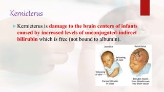 Kernicterus
 Kernicterus is damage to the brain centers of infants
caused by increased levels of unconjugated-indirect
bilirubin which is free (not bound to albumin).
 