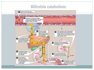 Bilirubin catabolism
 Image
 