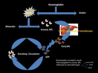 Heamoglobin Heme Globin Biliverdin Unconj. Bili. Conj.bili. bile Entrohep. Circulation (UDP)-glucuronyl transferase Entrohepatic circulation result : Deconjugated to unconj. Bili. Reduced to stercobilinogen  unconj. Bili urine stool 