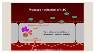 Platlate activating factor
Tumer necrosis factor
 