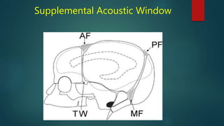 Neonatal neurosonography | PPTX