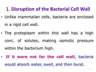 1. Disruption of the Bacterial Cell Wall
• Unlike mammalian cells, bacteria are enclosed
in a rigid cell wall.
• The protoplasm within this wall has a high
conc. of solutes, making osmotic pressure
within the bacterium high.
• If it were not for the cell wall, bacteria
would absorb water, swell, and then burst.
17
 