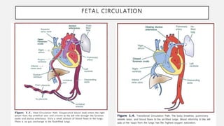 FETAL CIRCULATION
 