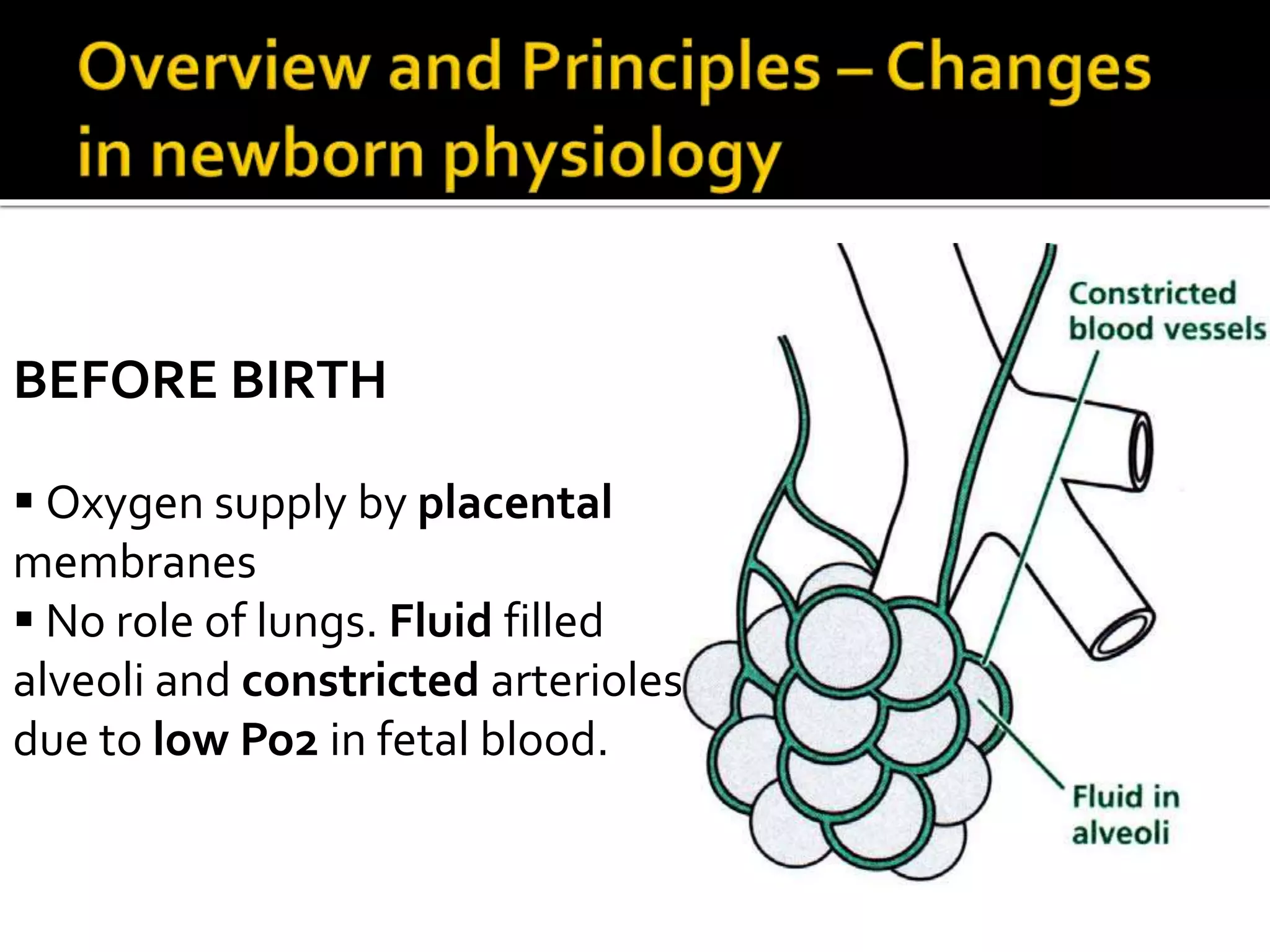 BEFORE BIRTH
 Oxygen supply by placental
membranes
 No role of lungs. Fluid filled
alveoli and constricted arterioles
due to low Po2 in fetal blood.
 