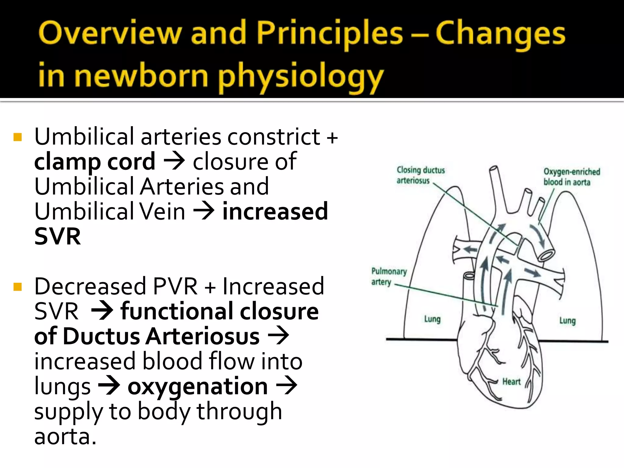  Umbilical arteries constrict +
clamp cord  closure of
Umbilical Arteries and
UmbilicalVein  increased
SVR
 Decreased PVR + Increased
SVR  functional closure
of Ductus Arteriosus 
increased blood flow into
lungs  oxygenation 
supply to body through
aorta.
 