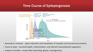 Time Course of Epileptogenesis
▪ Seconds to minutes – gene induction and translation of receptor and ion-channel proteins
▪ hours to days - neuronal death, inflammation, and altered transcriptional regulation
▪ weeks to months - mossy fiber sprouting, gliosis, neurogenesis
 