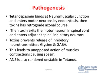 Tetanus Pathophys Neonatal tetanus | PPTX