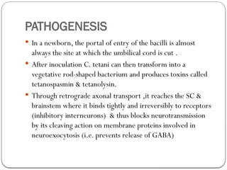 PATHOGENESIS
 In a newborn, the portal of entry of the bacilli is almost
always the site at which the umbilical cord is cut .
 After inoculation C. tetani can then transform into a
vegetative rod-shaped bacterium and produces toxins called
tetanospasmin & tetanolysin.
 Through retrograde axonal transport ,it reaches the SC &
brainstem where it binds tightly and irreversibly to receptors
(inhibitory interneurons) & thus blocks neurotransmission
by its cleaving action on membrane proteins involved in
neuroexocytosis (i.e. prevents release of GABA)
 