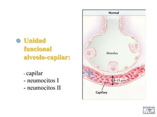  Unidad
funcional
alveolo-capilar:
- capilar
- neumocitos I
- neumocitos II
 