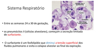 Sistema Respiratório
• Entre as semanas 24 a 30 de gestação,
• os pneumócitos II (células alveolares), começam a secreção limitada
de surfactante.
• O surfactante é um fosfolipídio que diminui a tensão superficial dos
fluidos pulmonares e evita o colapso alveolar ao final da expiração.
 