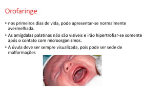 Orofaringe
• nos primeiros dias de vida, pode apresentar-se normalmente
avermelhada.
• As amígdalas palatinas não são visíveis e irão hipertrofiar-se somente
após o contato com microorganismos.
• A úvula deve ser sempre visualizada, pois pode ser sede de
malformações
 