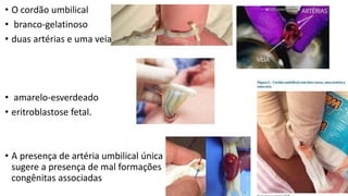 • O cordão umbilical
• branco-gelatinoso
• duas artérias e uma veia
• amarelo-esverdeado
• eritroblastose fetal.
• A presença de artéria umbilical única
sugere a presença de mal formações
congênitas associadas
 