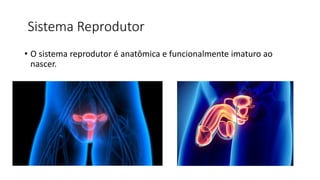 Sistema Reprodutor
• O sistema reprodutor é anatômica e funcionalmente imaturo ao
nascer.
 