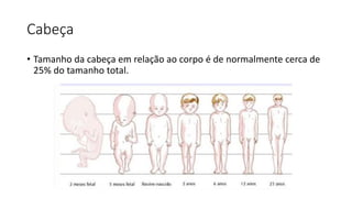 Cabeça
• Tamanho da cabeça em relação ao corpo é de normalmente cerca de
25% do tamanho total.
 