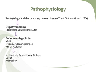 Pathophysiology
Embryological defect causing Lower Urinary Tract Obstruction (LUTO)
Oligohydramnios
Increased vesical pressure
Pulmonary hypolasia
VUR
Hydroureteronephrosis
Renal Aplasia
Urosepsis, Respiratory Failure
ESRD
Mortality
 