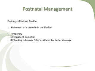 Postnatal Management
Drainage of Urinary Bladder
1. Placement of a catheter in the bladder
• Temporary
• Until patient stabilized
• 8 F feeding tube over Foley’s catheter for better drainage
 