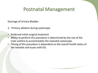 Postnatal Management
Drainage of Urinary Bladder
2. Primary ablation during cystoscopy
• Preferred initial surgical treatment
• Ability to perform this procedure is determined by the size of the
male urethra to accommodate the neonatal cystoscope.
• Timing of this procedure is dependent on the overall health status of
the neonate and issues with GA.
 