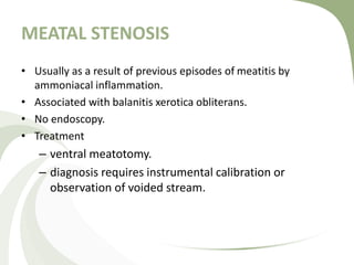 MEATAL STENOSIS
• Usually as a result of previous episodes of meatitis by
ammoniacal inflammation.
• Associated with balanitis xerotica obliterans.
• No endoscopy.
• Treatment
– ventral meatotomy.
– diagnosis requires instrumental calibration or
observation of voided stream.
 