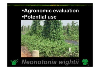 Agronomic evaluation
Potential use




Neonotonia wightii
 