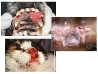 Neoplasia | PPTX
