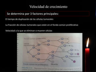 Velocidad de crecimiento
Se determina por 3 factores principales:
El tiempo de duplicación de las células tumorales
La fracción de células tumorales que están en el fondo común proliferativo
Velocidad a la que se eliminan o mueren células
 