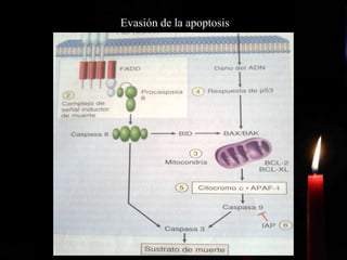 Evasión de la apoptosis
 