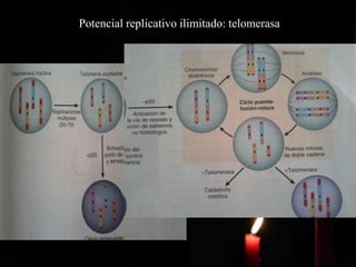 Potencial replicativo ilimitado: telomerasa
 
