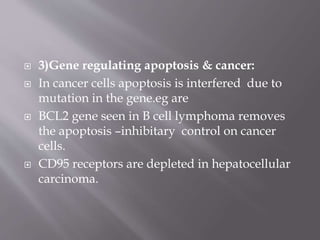  3)Gene regulating apoptosis & cancer:
 In cancer cells apoptosis is interfered due to
mutation in the gene.eg are
 BCL2 gene seen in B cell lymphoma removes
the apoptosis –inhibitary control on cancer
cells.
 CD95 receptors are depleted in hepatocellular
carcinoma.
 