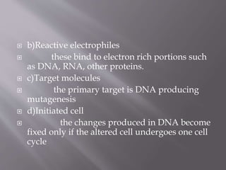  b)Reactive electrophiles
 these bind to electron rich portions such
as DNA, RNA, other proteins.
 c)Target molecules
 the primary target is DNA producing
mutagenesis
 d)Initiated cell
 the changes produced in DNA become
fixed only if the altered cell undergoes one cell
cycle
 