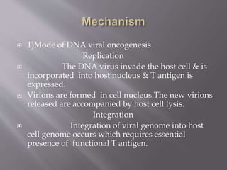 1)Mode of DNA viral oncogenesis
Replication
 The DNA virus invade the host cell & is
incorporated into host nucleus & T antigen is
expressed.
 Virions are formed in cell nucleus.The new virions
released are accompanied by host cell lysis.
Integration
 Integration of viral genome into host
cell genome occurs which requires essential
presence of functional T antigen.
 