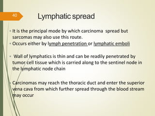 Lymphatic spread
 It is the principal mode by which carcinoma spread but
sarcomas may also use this route.
 Occurs either by lymph penetration or lymphatic emboli
 Wall of lymphatics is thin and can be readily penetrated by
tumor cell tissue which is carried along to the sentinel node in
the lymphatic node chain
• Carcinomas may reach the thoracic duct and enter the superior
vena cava from which further spread through the blood stream
may occur
40
 