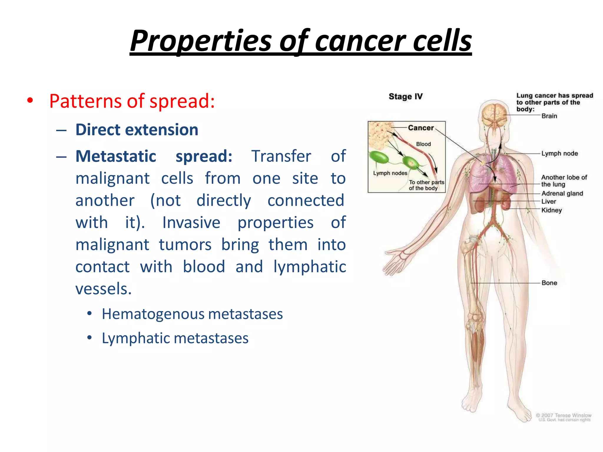 Properties of cancer cells
• Patterns of spread:
– Direct extension
– Metastatic spread: Transfer of
malignant cells from one site to
another (not directly connected
with it). Invasive properties of
malignant tumors bring them into
contact with blood and lymphatic
vessels.
• Hematogenous metastases
• Lymphatic metastases
 
