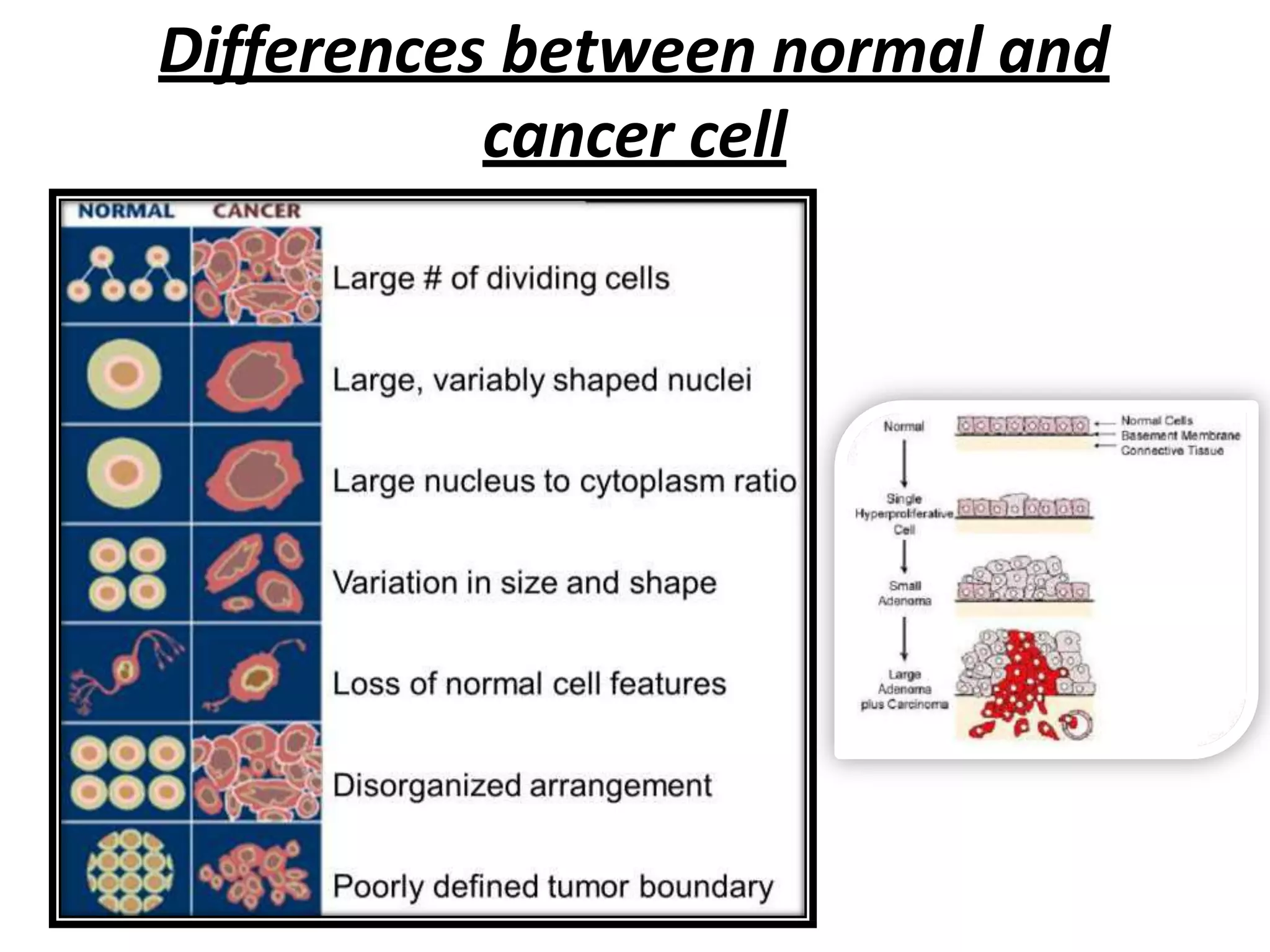 Differences between normal and
cancer cell
 