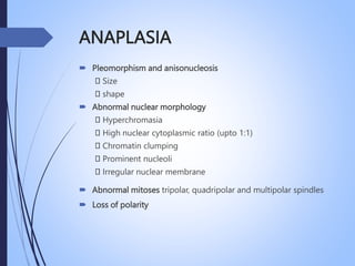 ANAPLASIA
 Pleomorphism and anisonucleosis
Size
shape
 Abnormal nuclear morphology
Hyperchromasia
High nuclear cytoplasmic ratio (upto 1:1)
Chromatin clumping
Prominent nucleoli
Irregular nuclear membrane
 Abnormal mitoses tripolar, quadripolar and multipolar spindles
 Loss of polarity
 