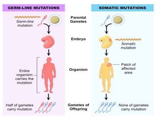 neoplasia , carcinogenesis, tumour market
