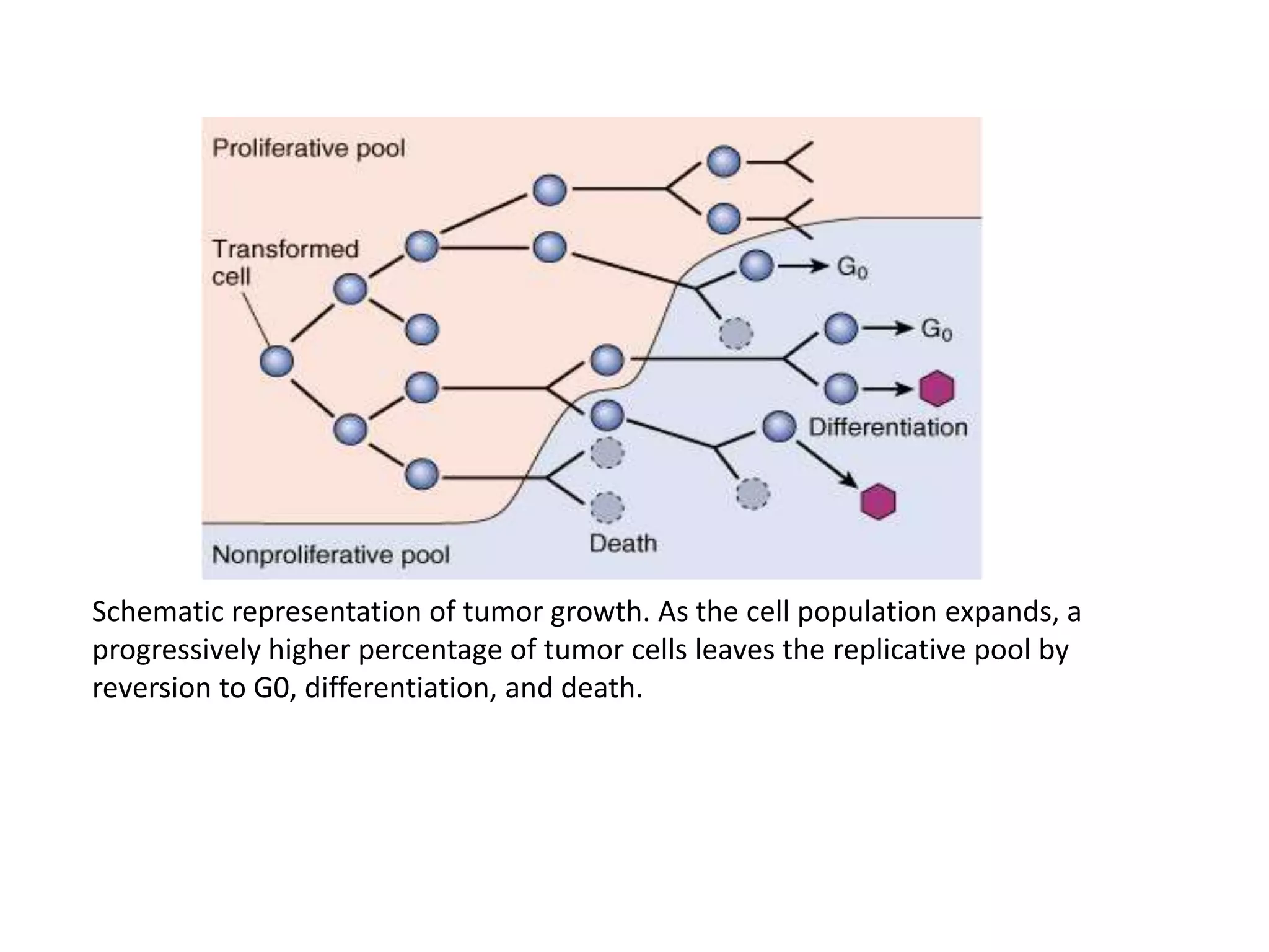 Schematic representation of tumor growth. As the cell population expands, a
progressively higher percentage of tumor cells leaves the replicative pool by
reversion to G0, differentiation, and death.
 