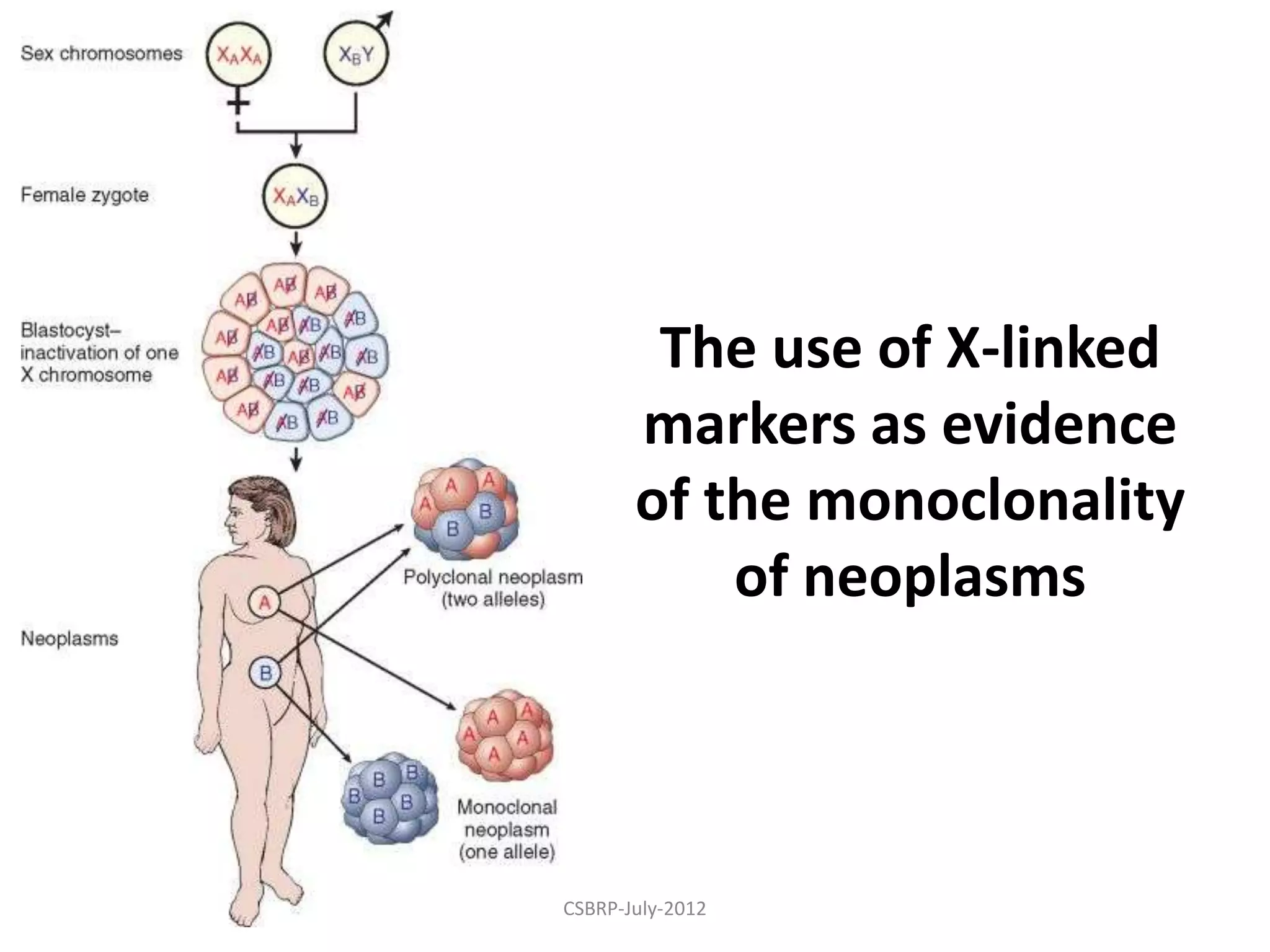 Neoplasia Robbin's path | PPTX